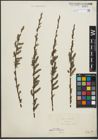 Foto von Salix purpurea L. x Salix viminalis L.
